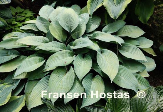 Hosta Paradise Sandstorm